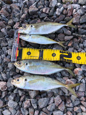 風強かったヨォ