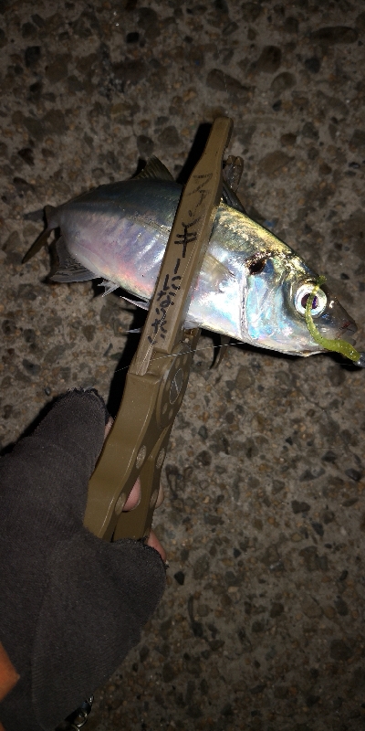 アジング練習 94