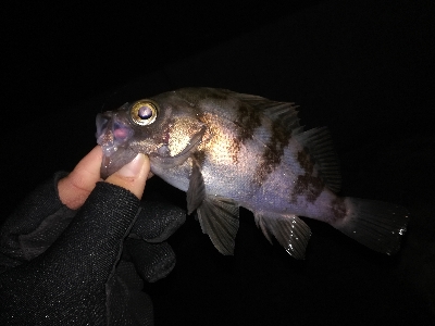 潮位低くて渋め