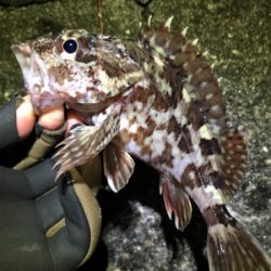 カサゴやメバルなど