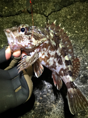 カサゴやメバルなど