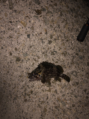 楽しかった(*^o^*)