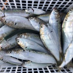 サッパとコハダ