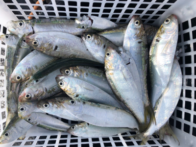 サッパとコハダ