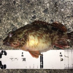 ボトムでガシラ