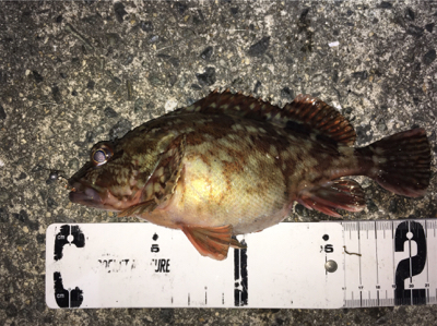 ボトムでガシラ