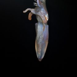 アジング練習 95