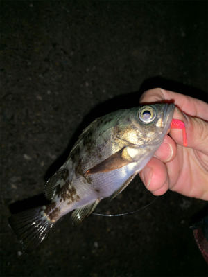 仕事初めは釣り初め