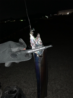 仕事始めのタチウオ