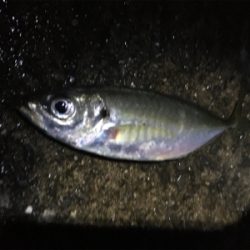 年が明けても好調