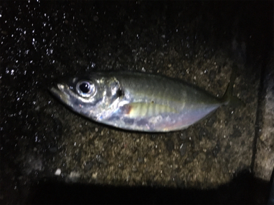 年が明けても好調