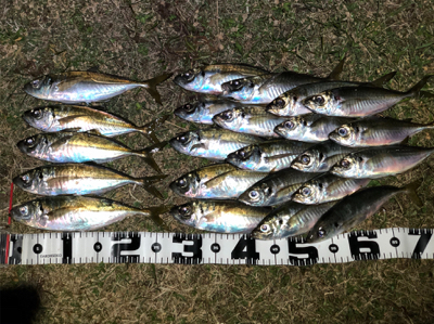 2020 初アジング