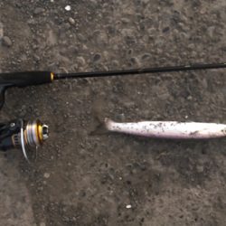 カマス釣れてます