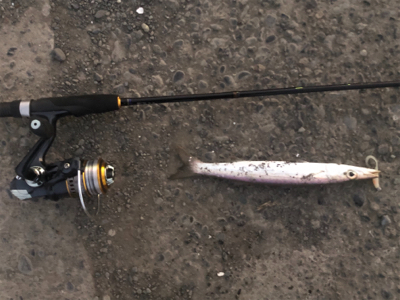 カマス釣れてます