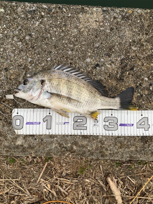 令和2年釣り初め