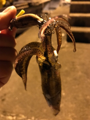 チィチィイカまだいけそうです