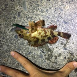 ライトゲーム30分