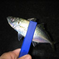 アジング・メバリング