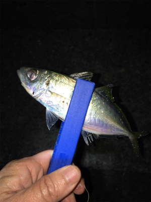 アジング・メバリング