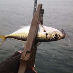 アジング練習 96