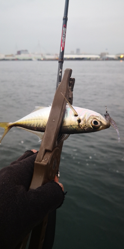 アジング練習 96