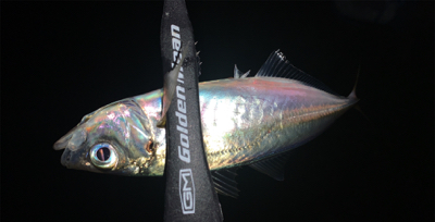 アジがまだまだいける