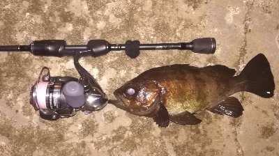 メバリング1835〜1930