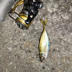 三崎アジング‼️