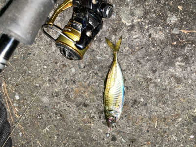 三崎アジング‼️