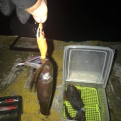 ポツリ…ポツリ…で何とかヒイカ12杯σ(^_^;)