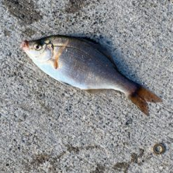 イソメ・サビキ