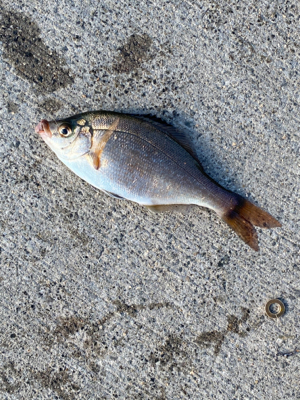 イソメ・サビキ