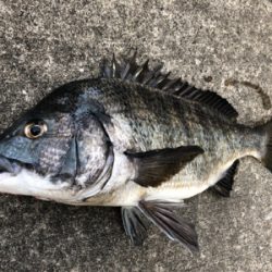 暖かくなったのでエビ撒きをしてみました