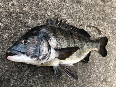 暖かくなったのでエビ撒きをしてみました