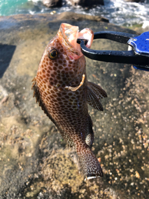 爆風のオオモンハタ