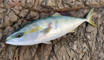 今年初のロックショア