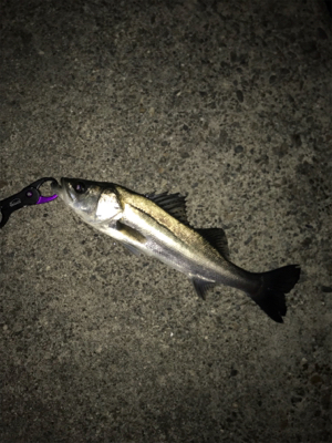 2020初フィッシュ！