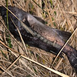 スーパーどじょう炸裂！