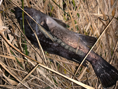 スーパーどじょう炸裂！