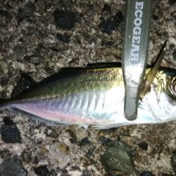 ナイトアジング