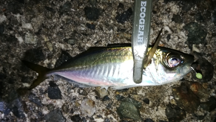 ナイトアジング