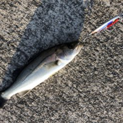 なんとか釣れたよ！