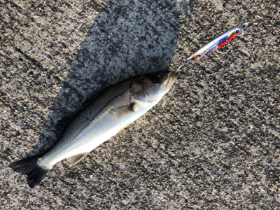 なんとか釣れたよ！