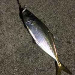 新年初釣果