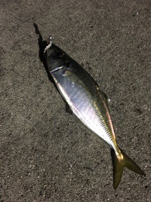 新年初釣果