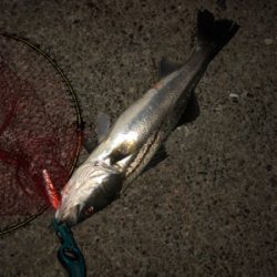 ジョイクロ不発