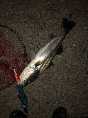 ジョイクロ不発