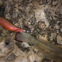 エギングのち邪道エギング