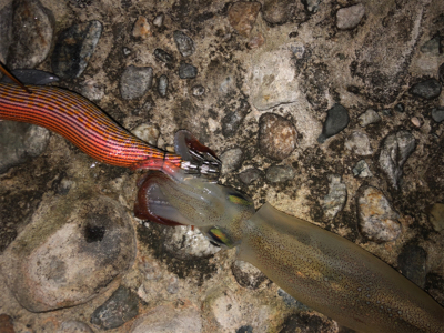 エギングのち邪道エギング