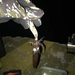 寒くて渋いヒイカ釣り(><)